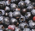Photo of Maine Wild Blueberries