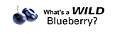 What's a wild blueberry?