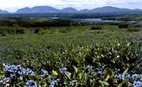 photo of a blueberry field