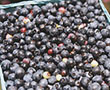 Picture of Wild Blueberries